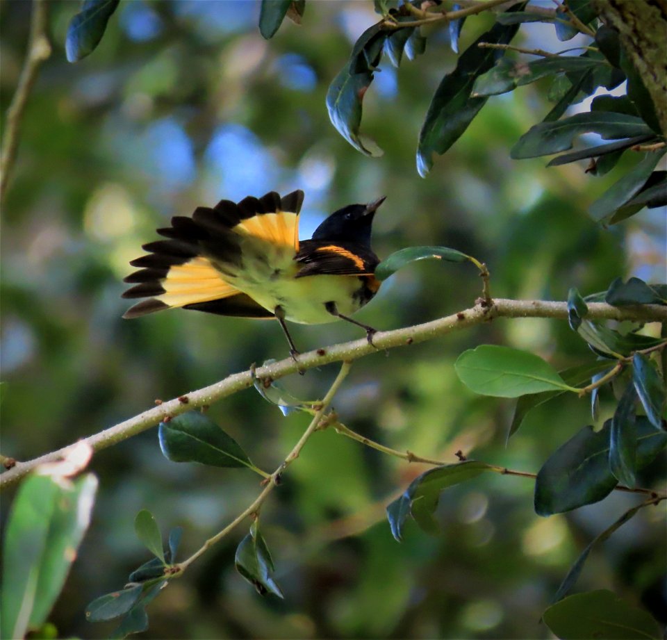 American Redstart