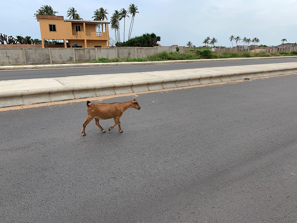 Traffic sheep crossing the road