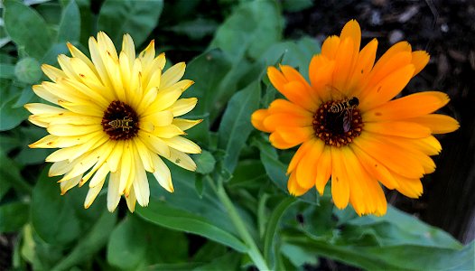 2022/365/242 Flower Eyes
