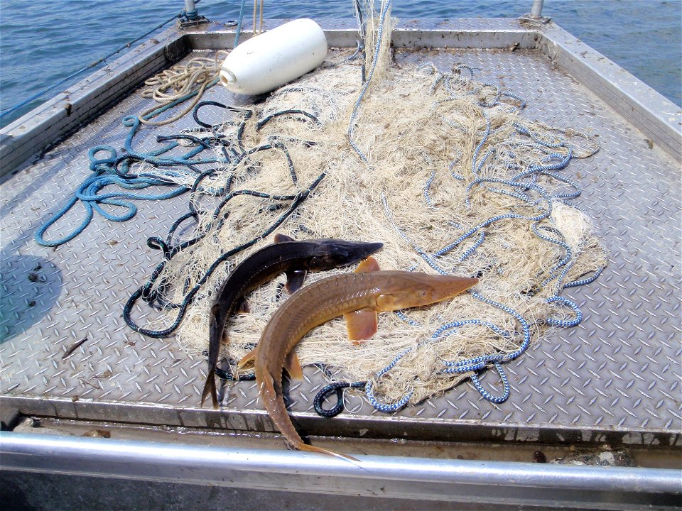 Shovelnose sturgeon photo