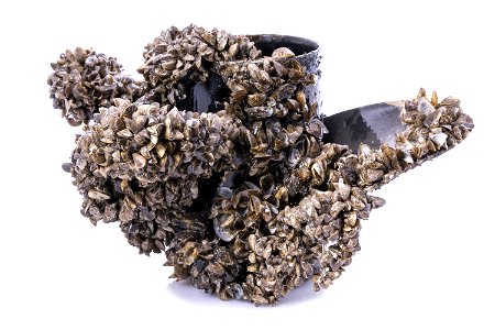 Zebra Mussels on Boat Propeller photo