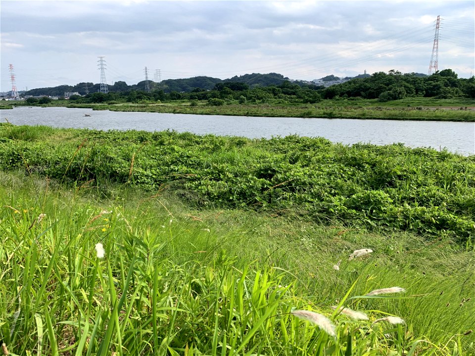 Tama River in Yotsuya, Fuchu-shi