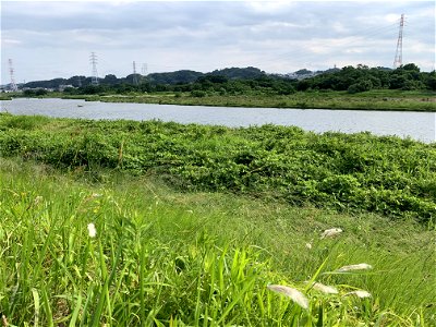 Tama River in Yotsuya, Fuchu-shi