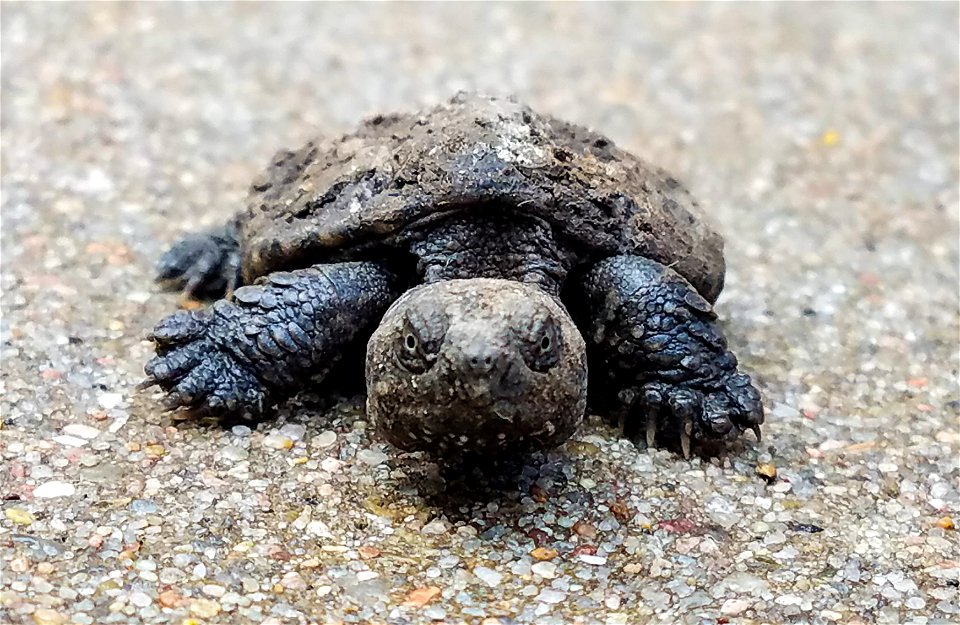 Young Snapping Turtle Lake Andes Wetland Management District South Dakota