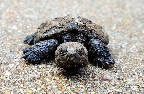 Young Snapping Turtle Lake Andes Wetland Management District South Dakota photo
