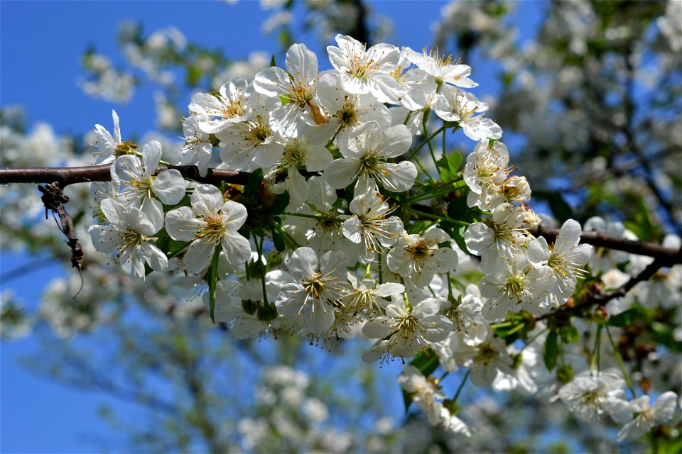 Spring ,April 2023