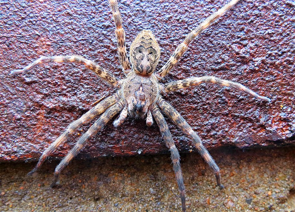 Fishing Spider at Neosho National Fish Hatchery