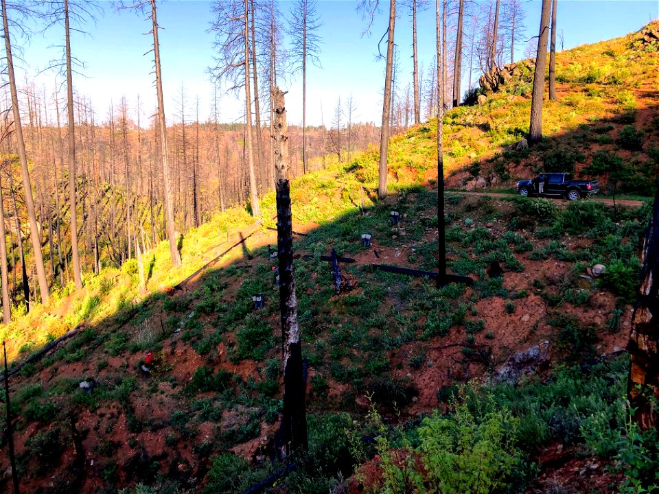 Camp Fire Reforestation Plan 4