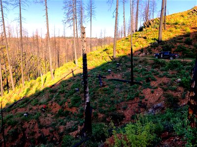 Camp Fire Reforestation Plan 4