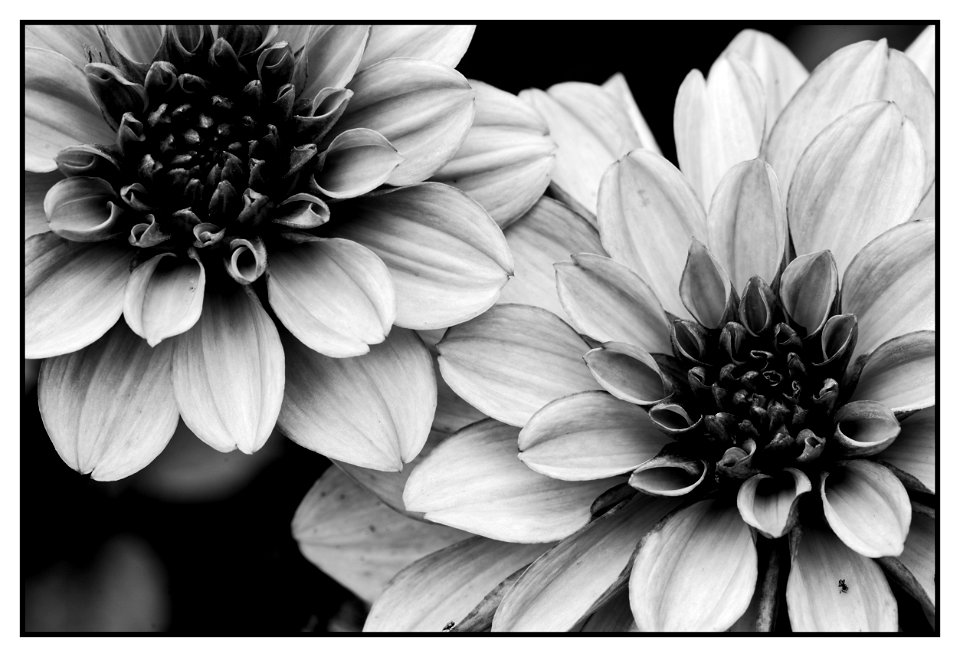 monochrome gardening photo