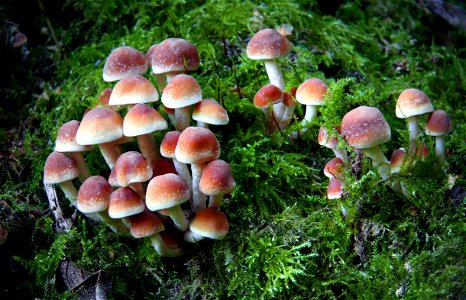 Hypholoma acutum. photo