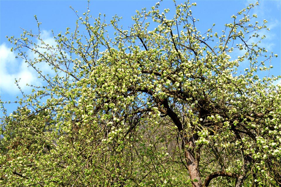Spring ,April 2023