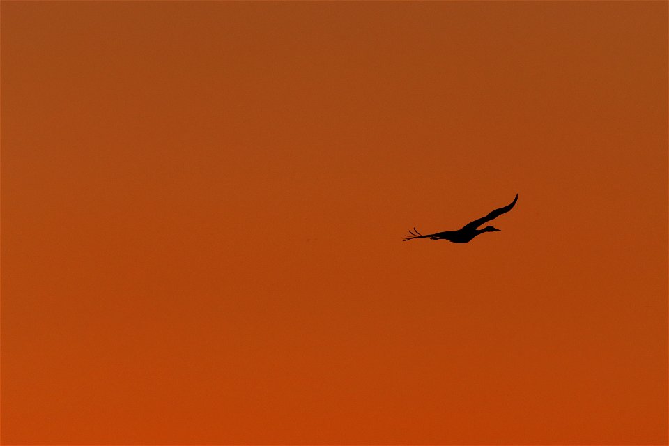 Sandhill Crane at Sunset Huron Wetland Management District South Dakota