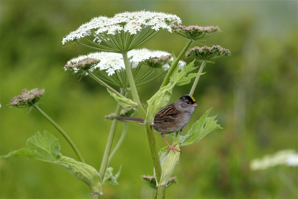 Golden-crowned Sparrow