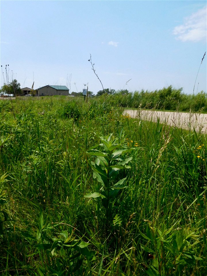 Roadside Milkweed at Horicon National Wildlife Refuge