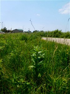 Roadside Milkweed at Horicon National Wildlife Refuge photo