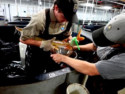 Spawning Shovelnose Sturgeon