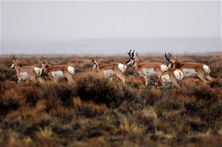 Pronghorn at Seedskadee National Wildlife Refuge