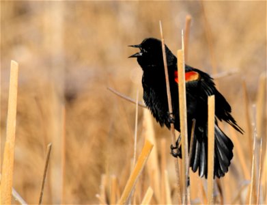 Red-winged blackbird at Seedskadee National Wildlife Refuge photo
