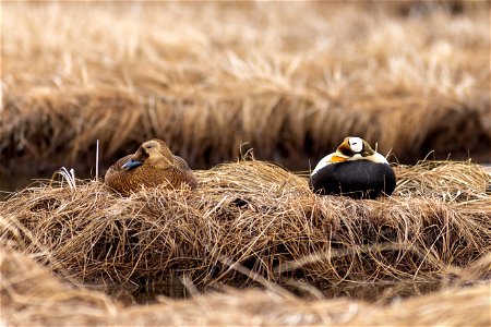 Spectacled eider male and female photo
