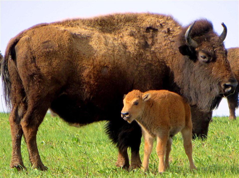 Bison with calf at Neal Smith National Wildlife Refuge