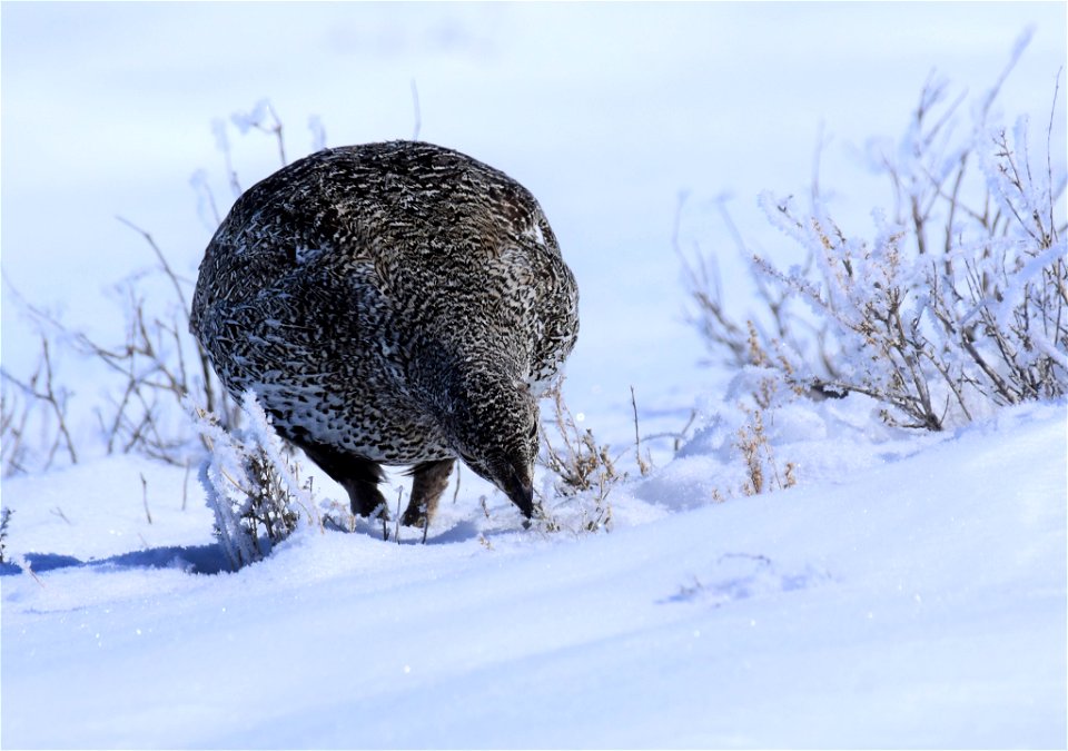 Greater sage-grouse on Seedskadee National Wildlife Refuge