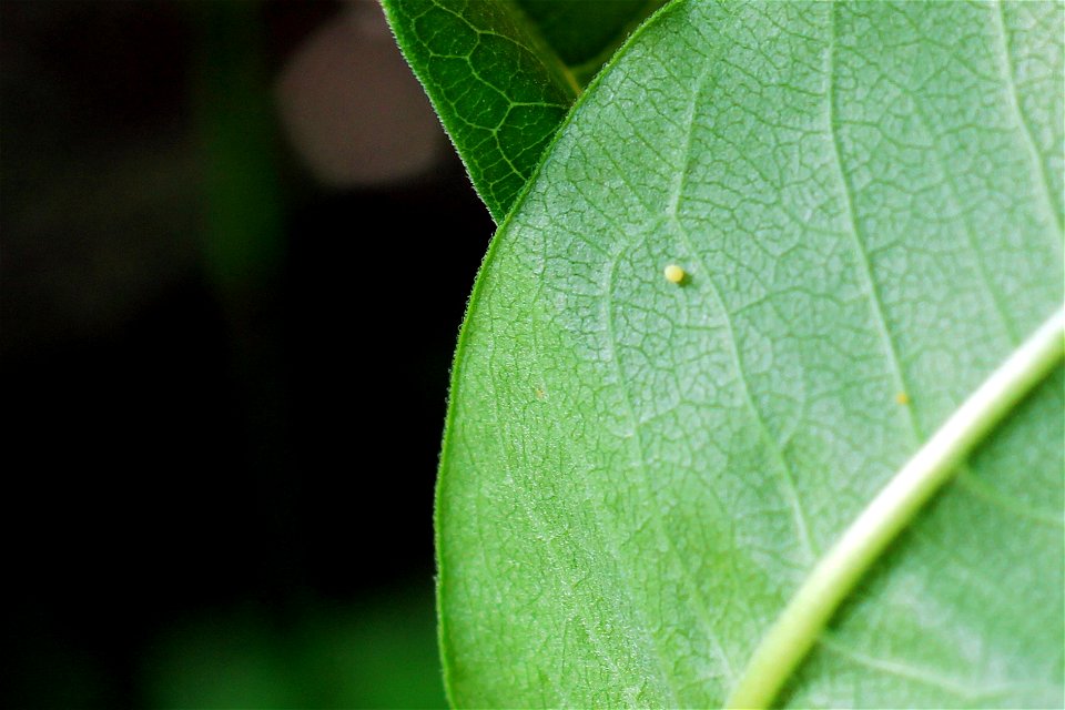 Monarch Egg on Common Milkweed photo