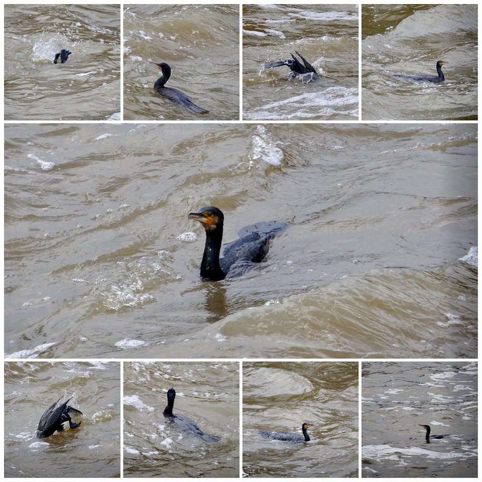 Cormorants Fishing River Medway