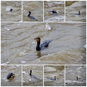 Cormorants Fishing River Medway