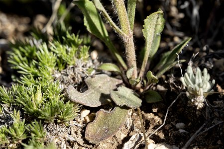 Penstemon eriantherus var. eriantherus