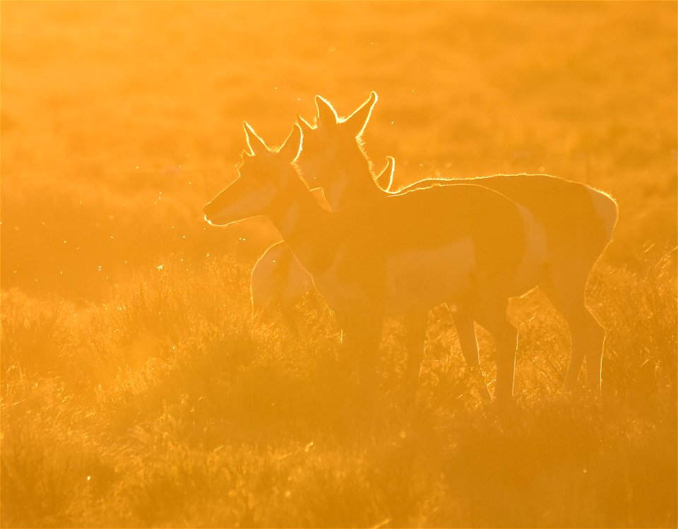 Pronghorn at Seedskadee National Wildlife Refuge