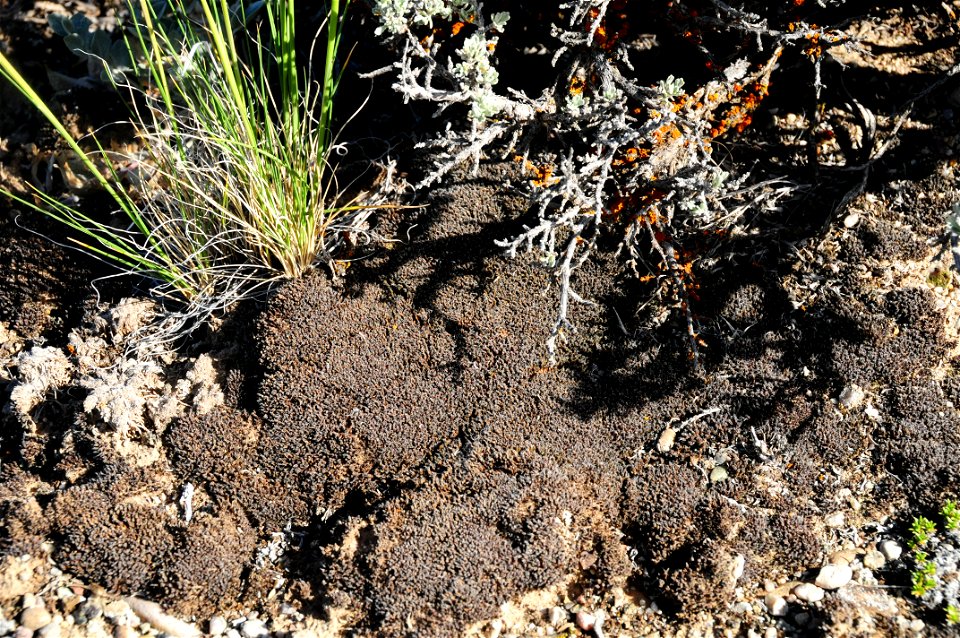 Biological Soil Crust at Seedskadee National Wildlife Refuge Wyoming