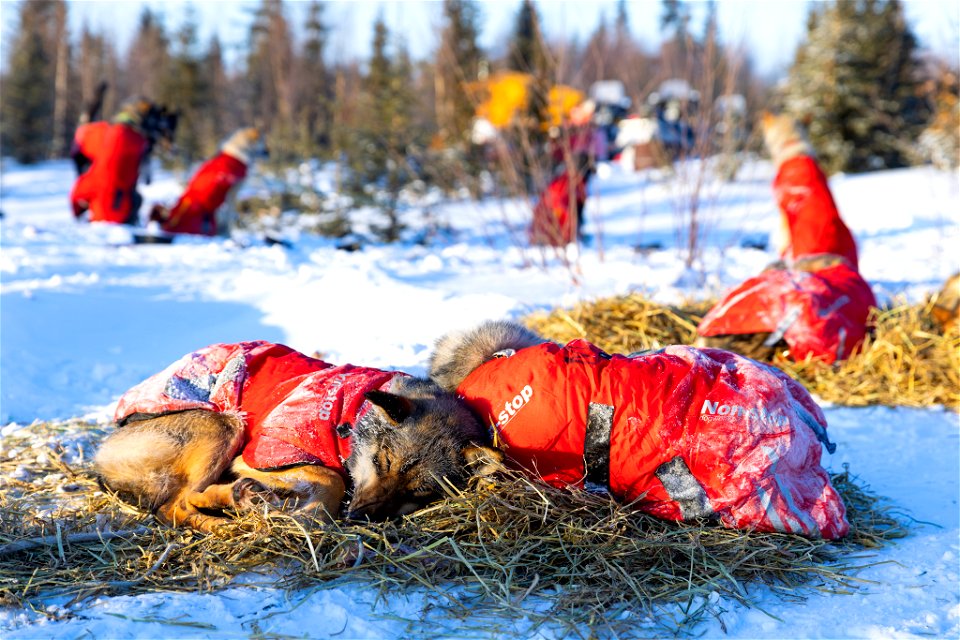 Kobuk 440 racers at Paniqsigvik shelter cabin.