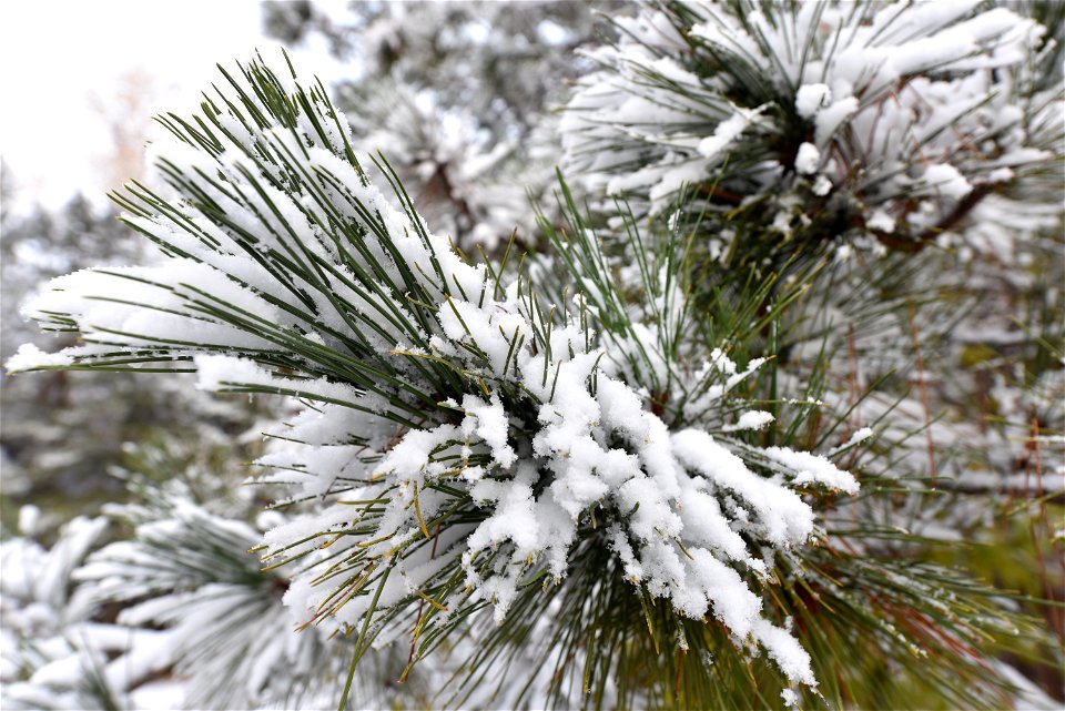 First snow in Minnesota photo