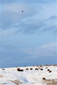 Bull Elk, Bison, & Bald Eagle on the National Elk Refuge photo