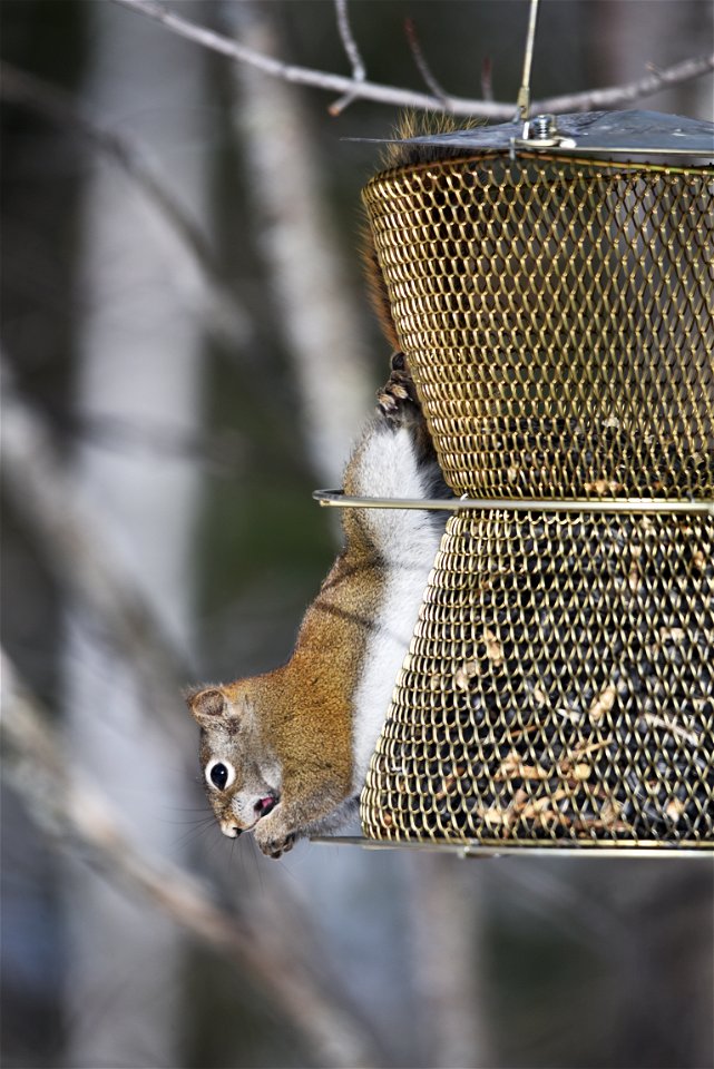 Red squirrel on a bird feeder photo