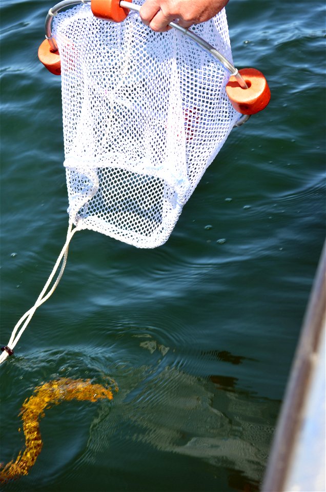 Tagged lamprey release