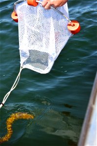 Tagged lamprey release