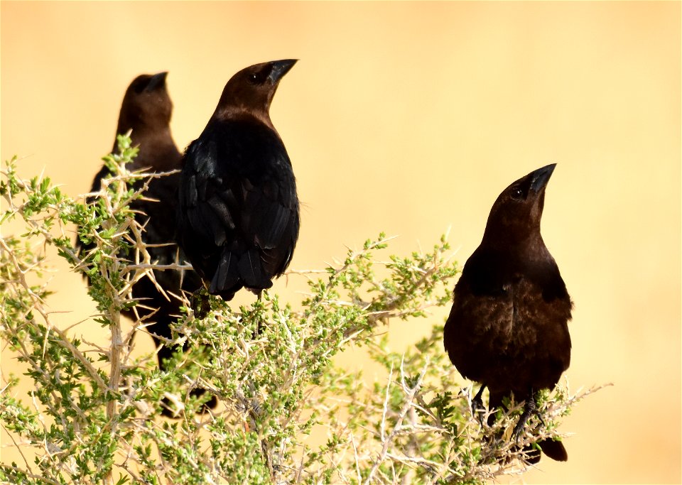 Brown headed cowbird at Seedskadee National Wildlife Refuge