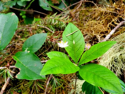 Pacific starflower along the Old Sauk Trail, Mt. Baker-Snoqualmie National Forest. Photo by Anne Vassar May 17, 2021.