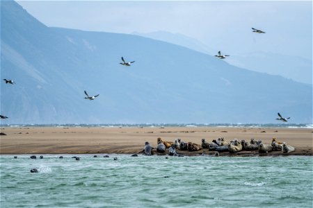 Seals at Katmai Bay photo