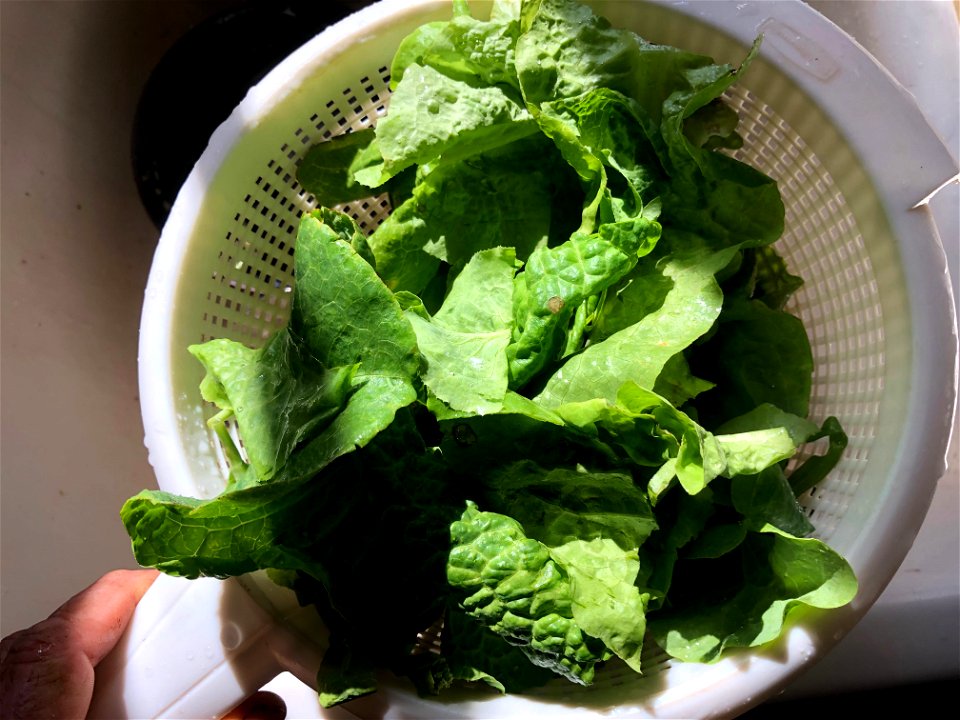 Last Garden Lettuce