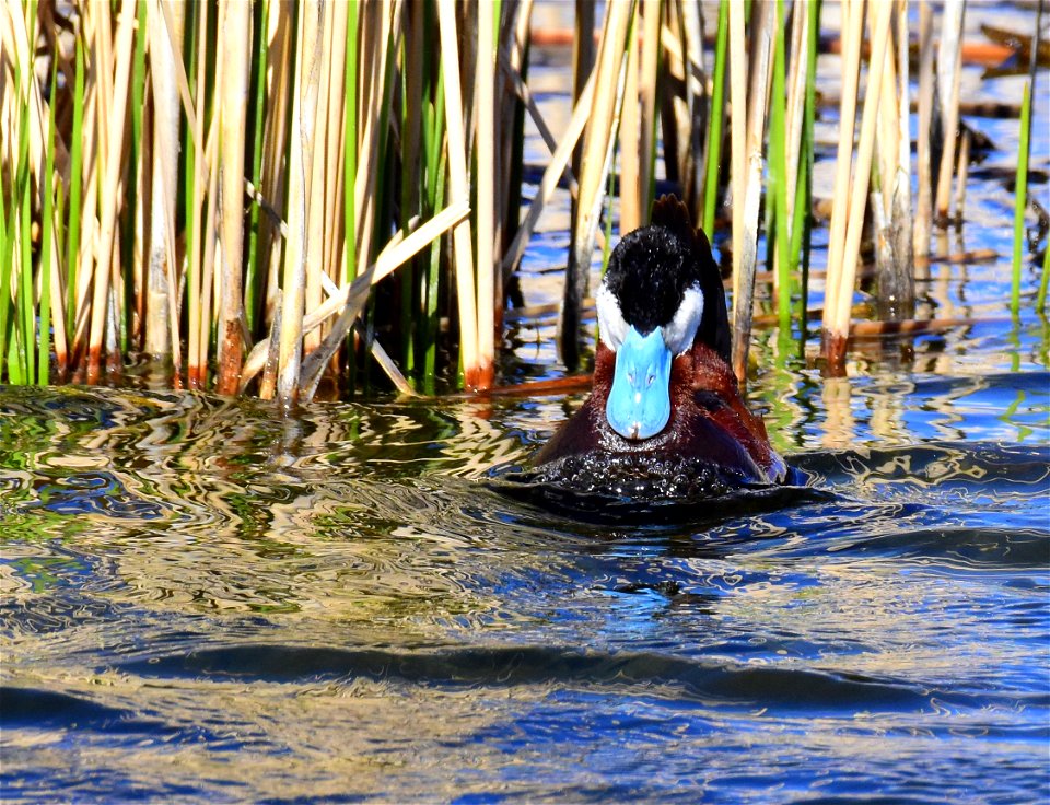 Ruddy duck at Seedskadee National Wildlife Refuge