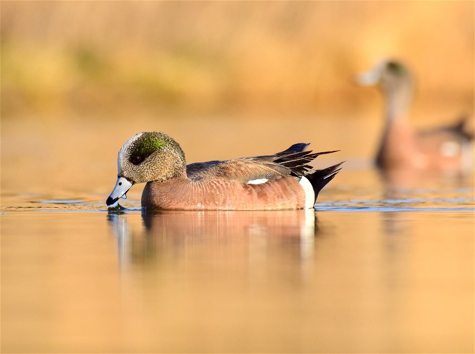 American wigeon at Seedskadee National Wildlife Refuge Wyoming