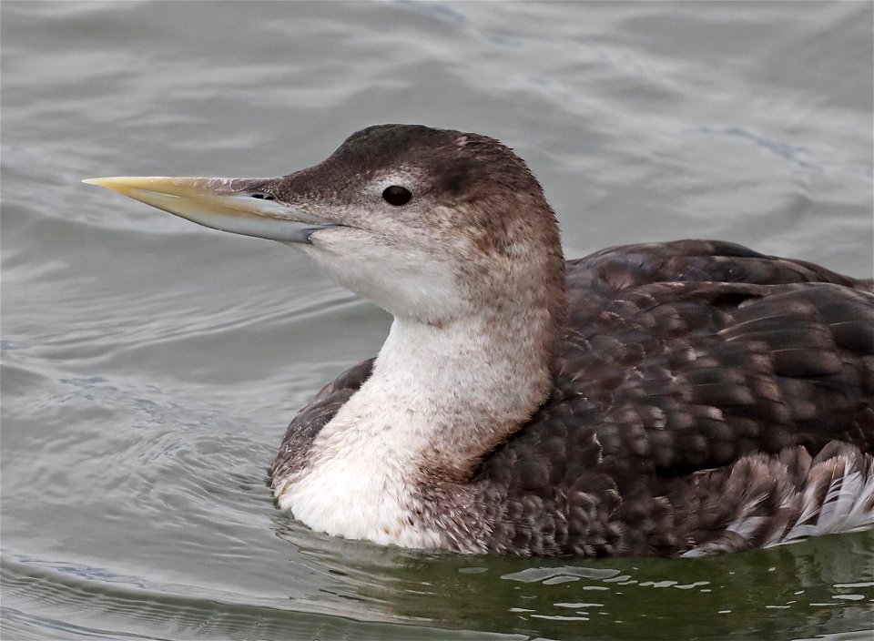 094 - YELLOW-BILLED LOON (10-23-2021) adult basic, crescent city harbor, del norte co, ca -08