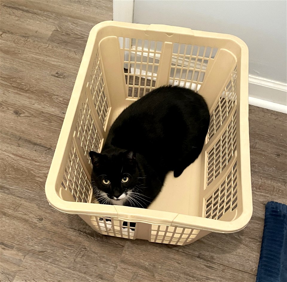 Day 211 - Basket Case