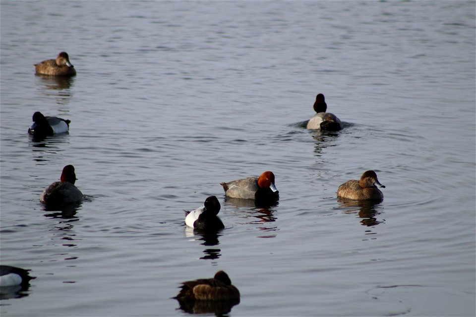 Redhead Pair Lake Andes National Wildlife Refuge South Dakota