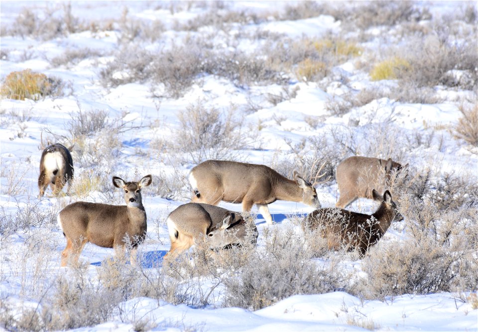 Mule deer on Seedskadee National Wildlife Refuge