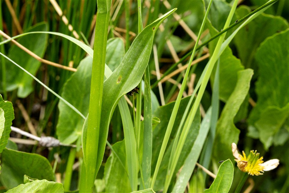 Platanthera purpurascens