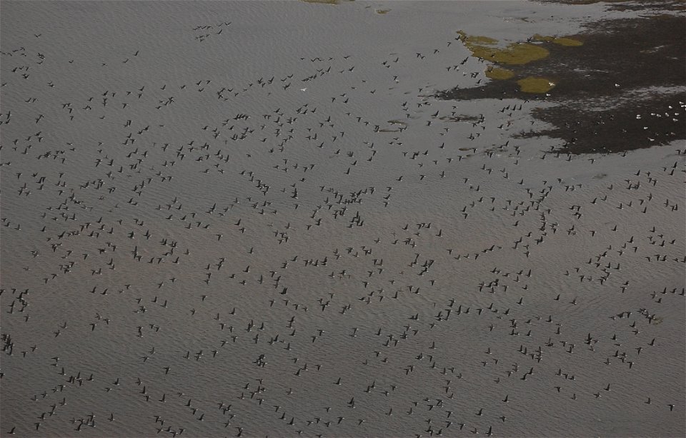 Brant at Izembek Lagoon
